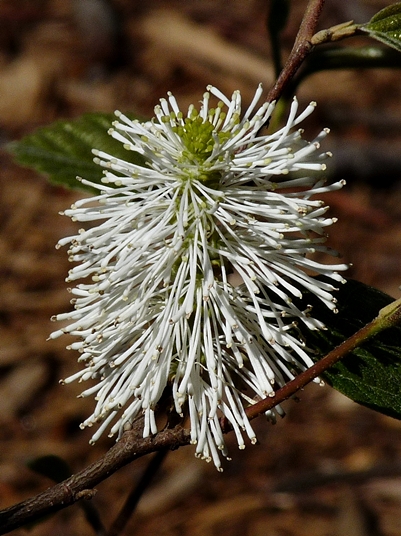 {Fothergilla major}